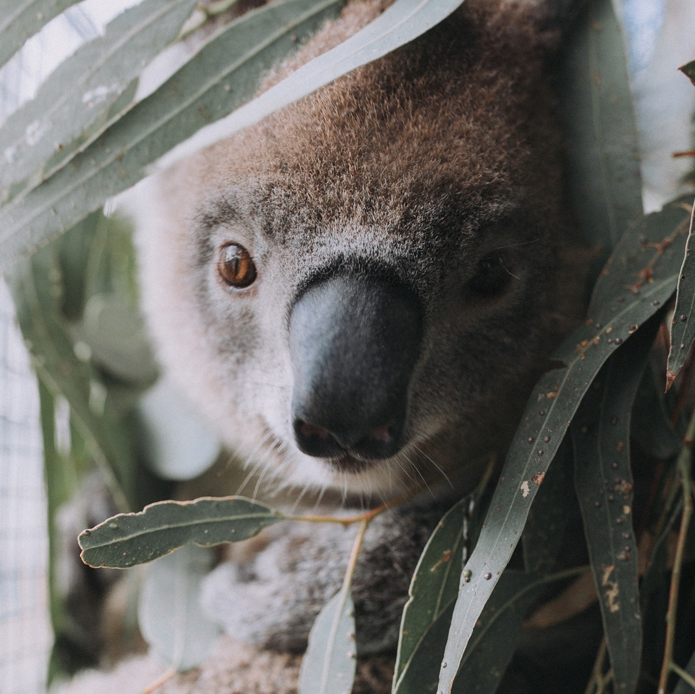 Visit Gunnedah